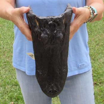 13 inch long Alligator Head for sale  - $40