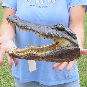 13 inch long Alligator Head for sale  - $40