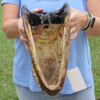 13 inch long Alligator Head for sale  - $40