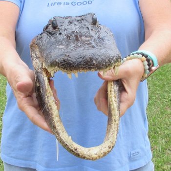 13 inch long Alligator Head for sale  - $40