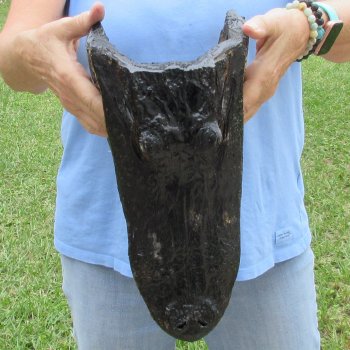 13 inch long Alligator Head for sale  - $40