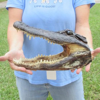 13 inch long Alligator Head for sale  - $40