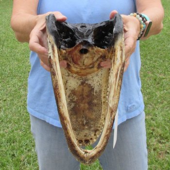 13 inch long Alligator Head for sale  - $40
