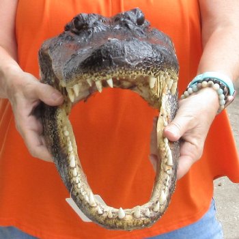 16 inch long Alligator Head for sale  - $80