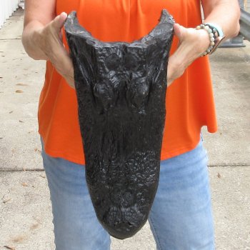 16 inch long Alligator Head for sale  - $80