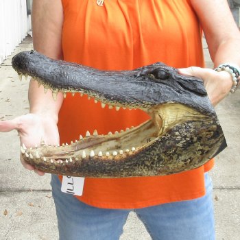 16 inch long Alligator Head for sale  - $80