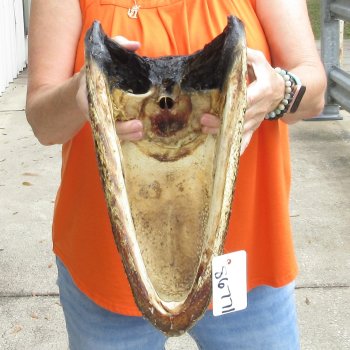 16 inch long Alligator Head for sale  - $80