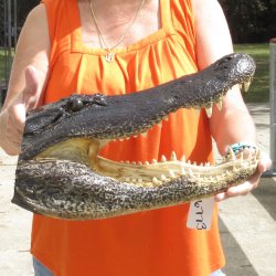 18 inch long Alligator Head for sale  - $145