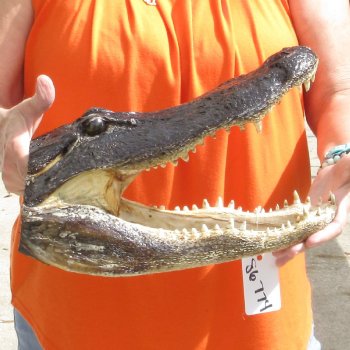14 inch long Alligator Head for sale  - $48
