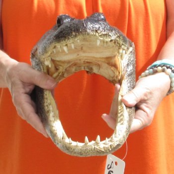 14 inch long Alligator Head for sale  - $48
