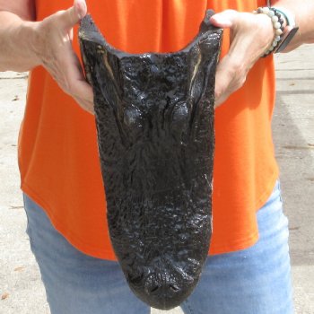 14 inch long Alligator Head for sale  - $48