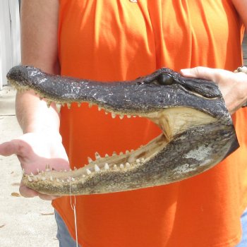 14 inch long Alligator Head for sale  - $48