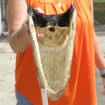 14 inch long Alligator Head for sale  - $48