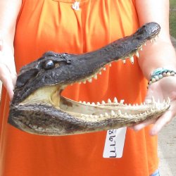 13 inch long Alligator Head for sale  - $40
