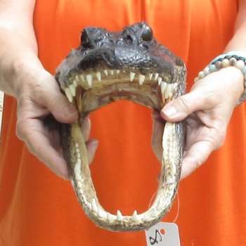13 inch long Alligator Head for sale  - $40