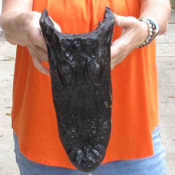 13 inch long Alligator Head for sale  - $40