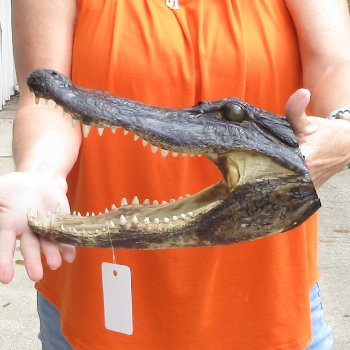 13 inch long Alligator Head for sale  - $40