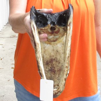 13 inch long Alligator Head for sale  - $40