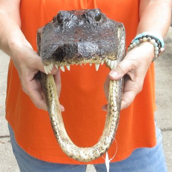 14 inch long Alligator Head for sale  - $48