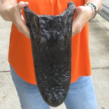 14 inch long Alligator Head for sale  - $48