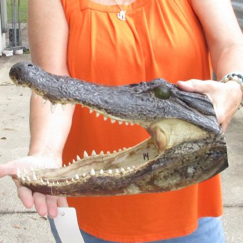 14 inch long Alligator Head for sale  - $48