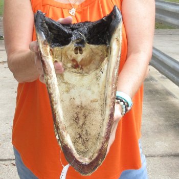14 inch long Alligator Head for sale  - $48