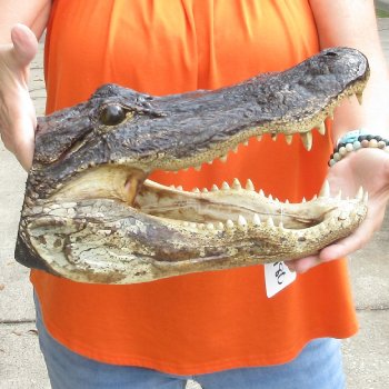 14 inch long Alligator Head for sale  - $48