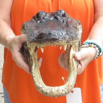 14 inch long Alligator Head for sale  - $48