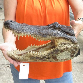14 inch long Alligator Head for sale  - $48