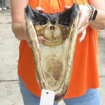 14 inch long Alligator Head for sale  - $48