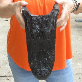 14 inch long Alligator Head for sale  - $48