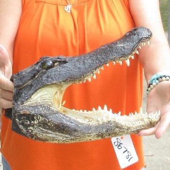 14 inch long Alligator Head for sale  - $48