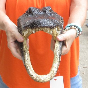 14 inch long Alligator Head for sale  - $48