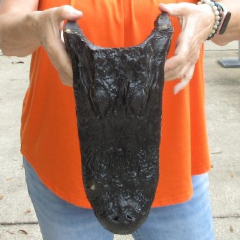14 inch long Alligator Head for sale  - $48