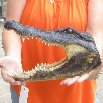 14 inch long Alligator Head for sale  - $48