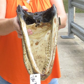 14 inch long Alligator Head for sale  - $48