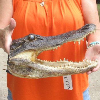 14 inch long Alligator Head for sale  - $48