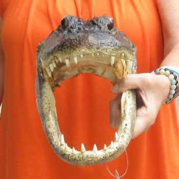 14 inch long Alligator Head for sale  - $48