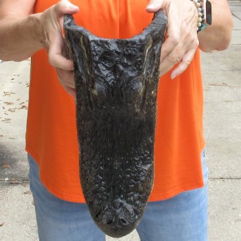 14 inch long Alligator Head for sale  - $48