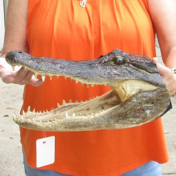14 inch long Alligator Head for sale  - $48