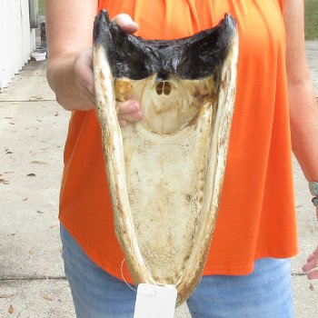 14 inch long Alligator Head for sale  - $48