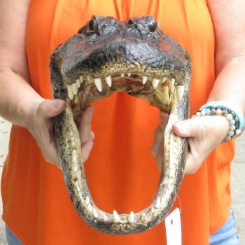 16 inch long Alligator Head for sale  - $80