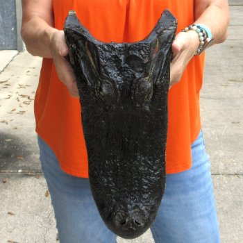 16 inch long Alligator Head for sale  - $80