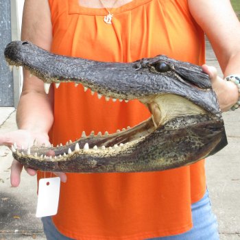 16 inch long Alligator Head for sale  - $80