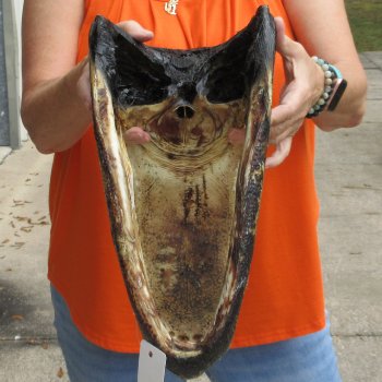 16 inch long Alligator Head for sale  - $80