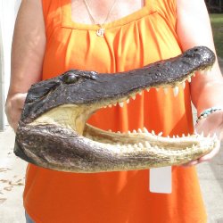 15 inch long Alligator Head for sale  - $65