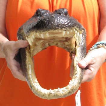 15 inch long Alligator Head for sale  - $65