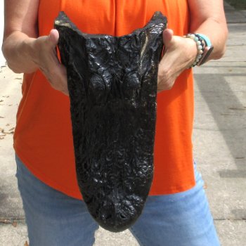 15 inch long Alligator Head for sale  - $65