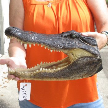 15 inch long Alligator Head for sale  - $65