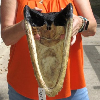 15 inch long Alligator Head for sale  - $65